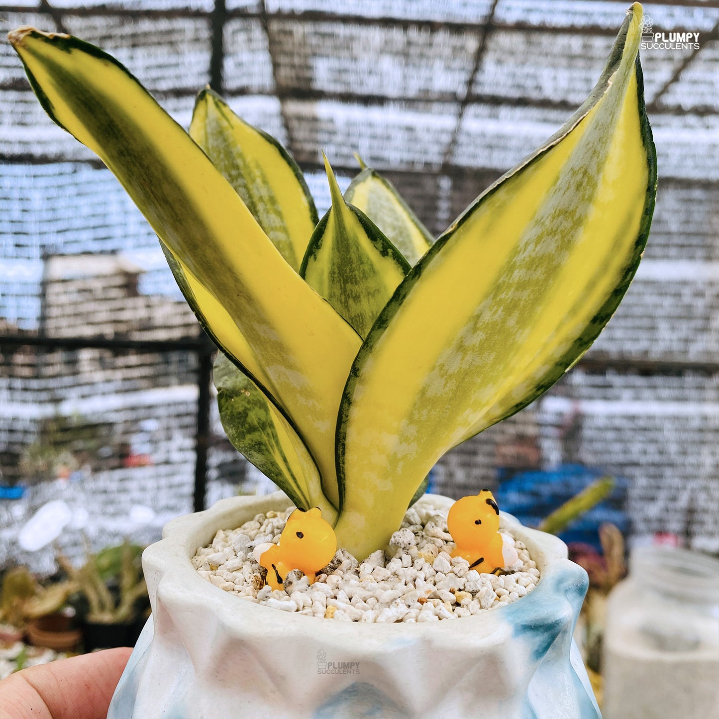 Sansveria Golden Hahnii (Snake Plant)