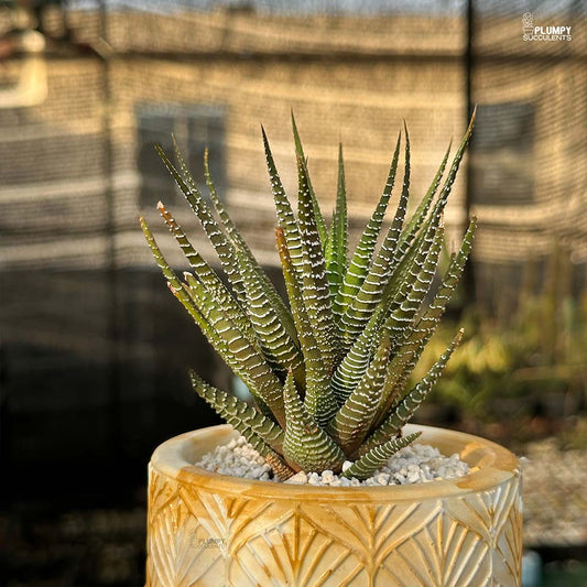 Haworthia Fasicata Zebra