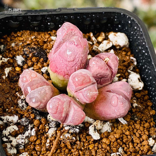 Purple Lithop “Optica Rubra” (Exotic Variety)