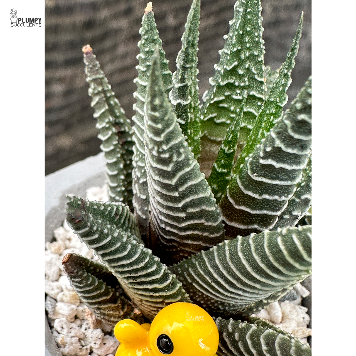 Haworthia Limifolia x fasicata