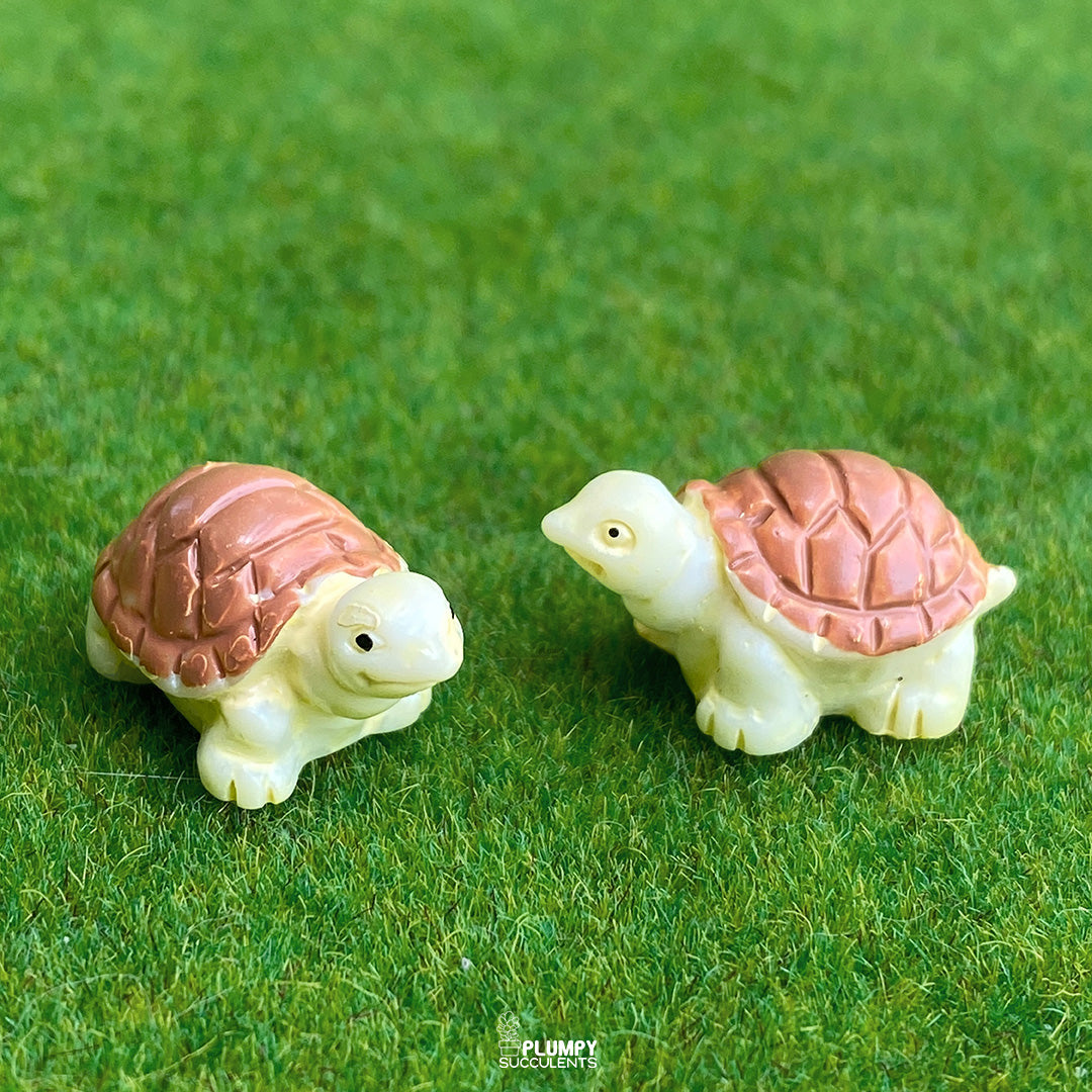 Tortoise