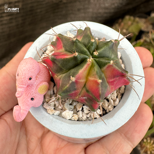Gymnocalycium Mihanovichii Variegated