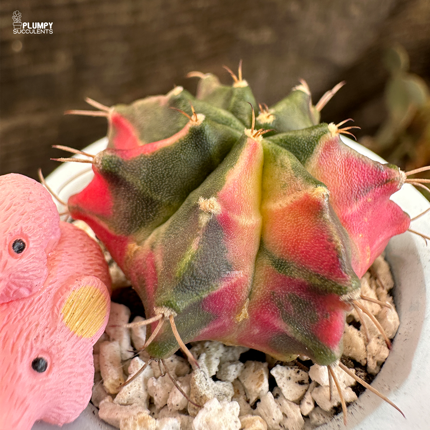 Gymnocalycium Mihanovichii Variegated