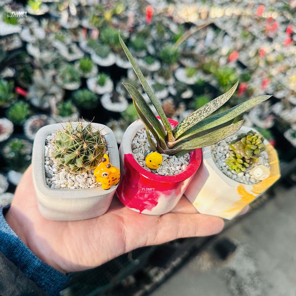 Set of 3 Succulents