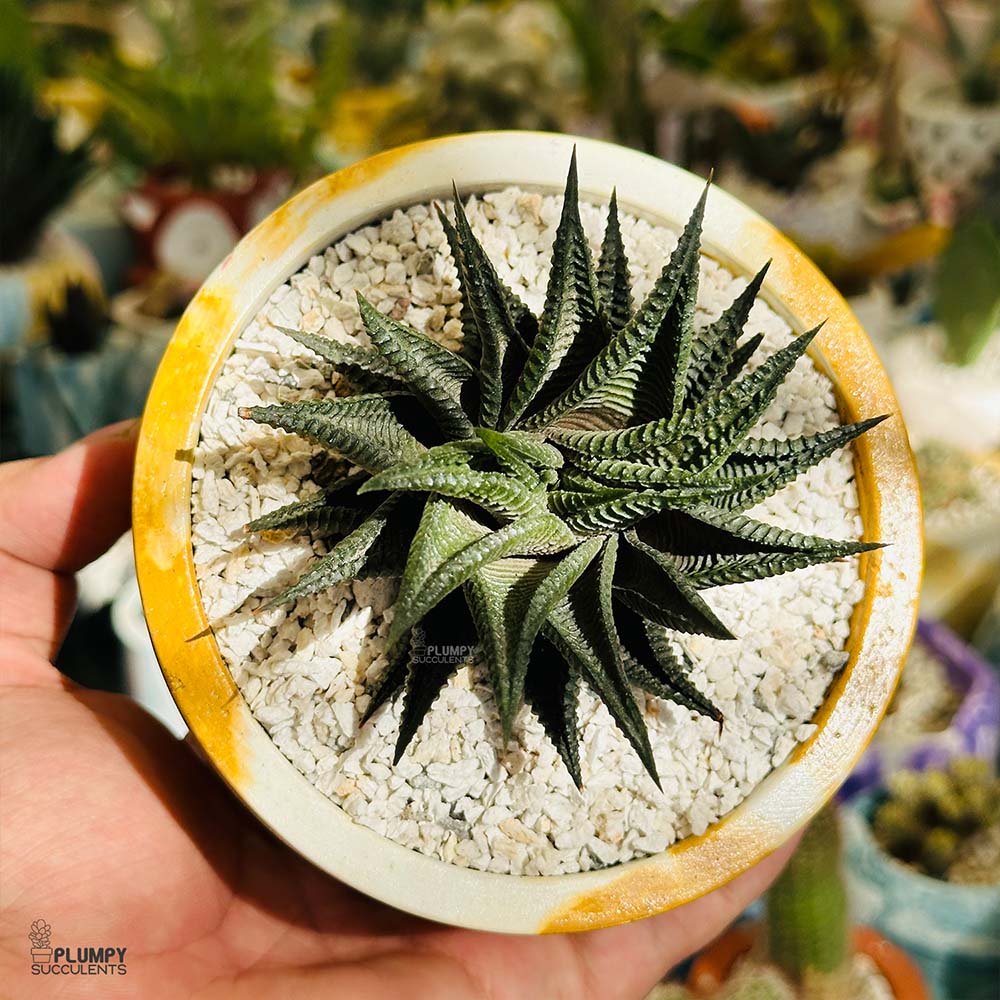 Haworthia Limifolia