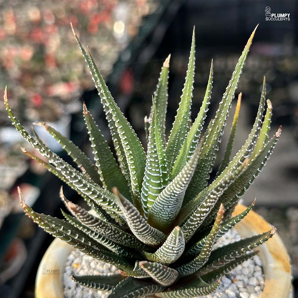 Haworthia Fasicata Zebra