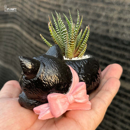 Haworthia Zebra in Cat Planter