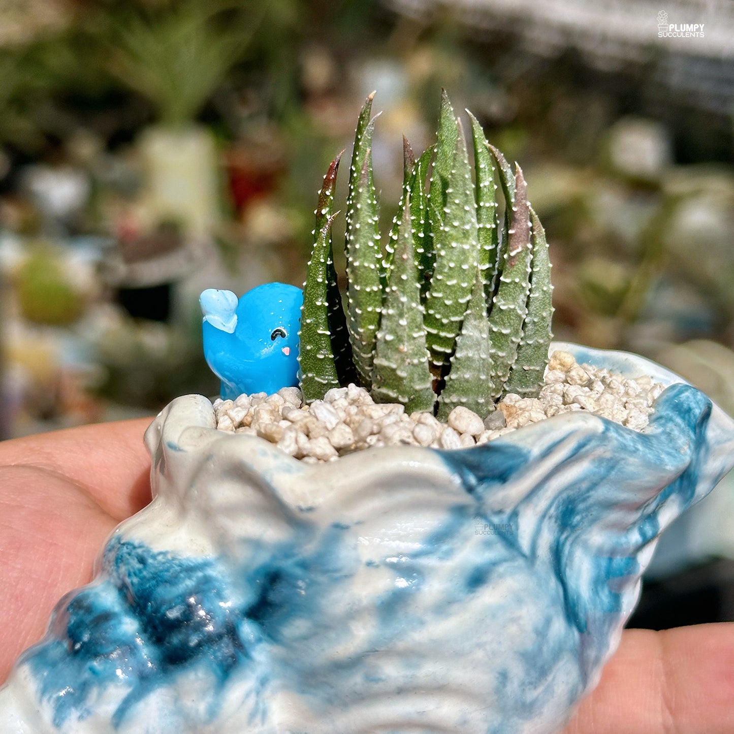 Haworthia Reinwardtii - Love Elephant