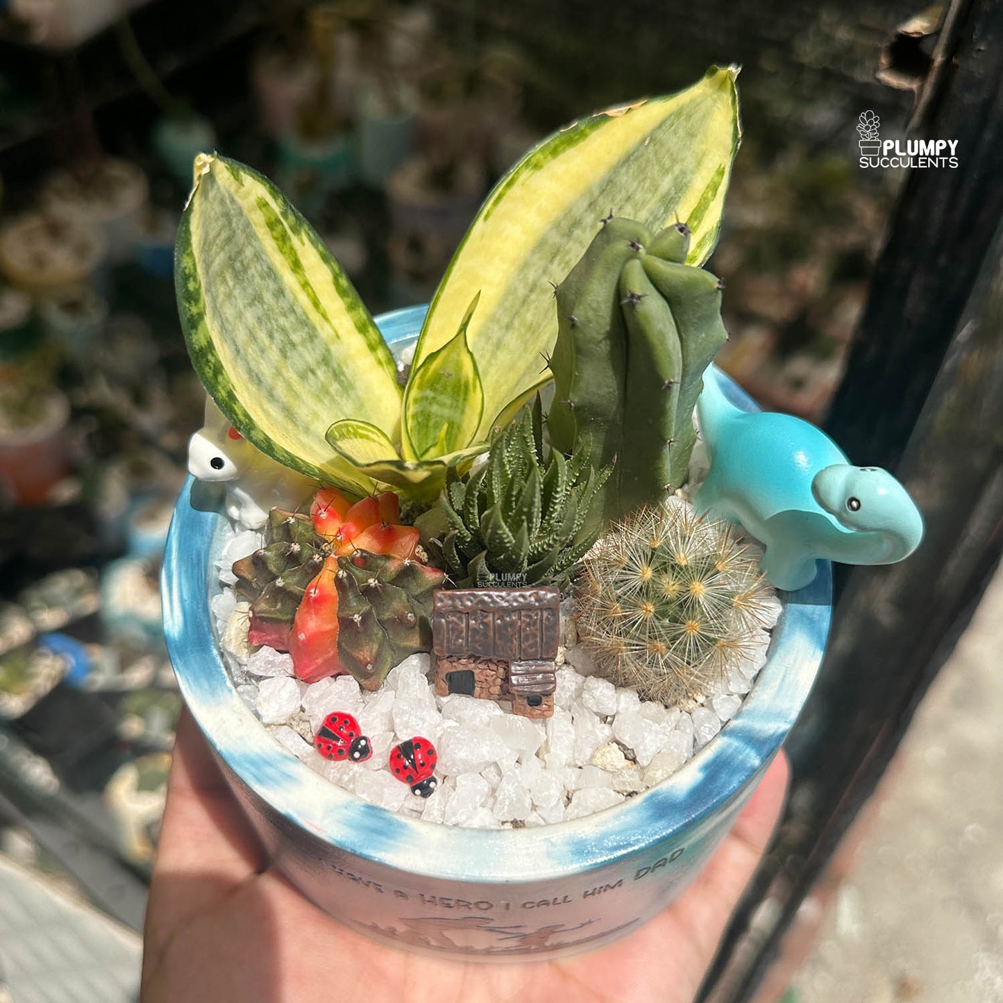 The Hero Garden | Premium Father's Day Succulent Arrangement