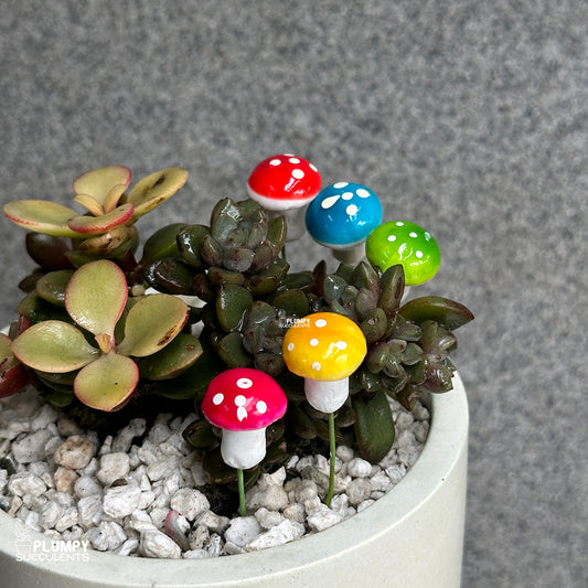 Mushroom (Mix Colors)