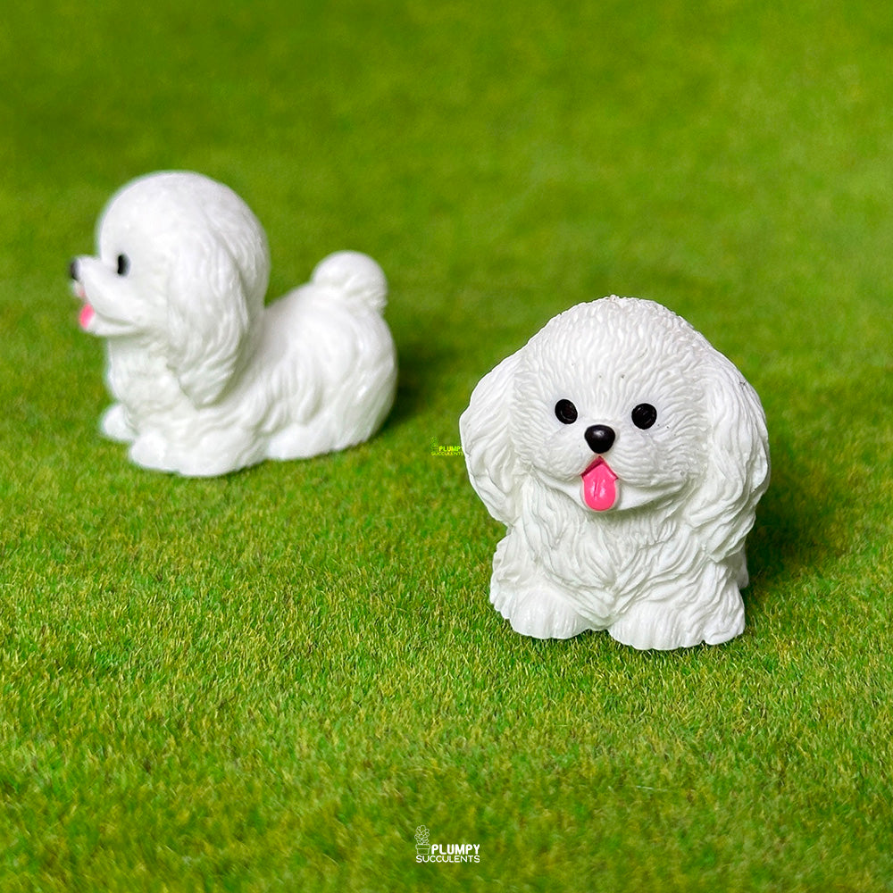Bichon Frise Dog