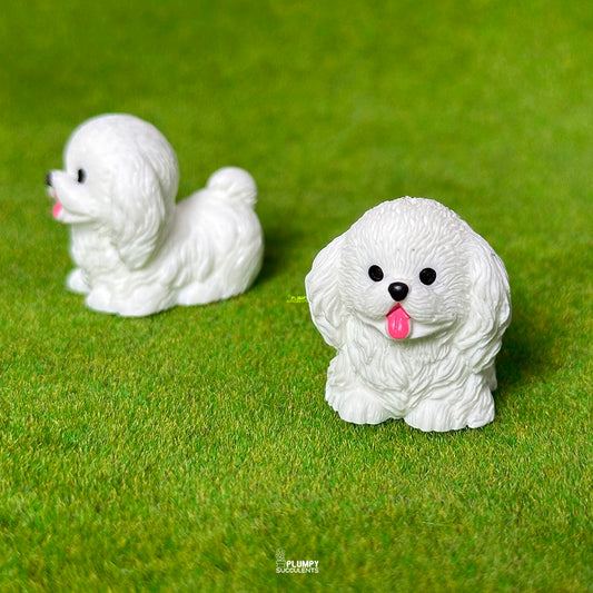 Bichon Frise Dog
