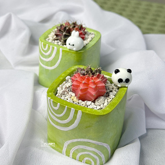 Gymnocalycium Mihanovichii – Azadi Exclusive Collection