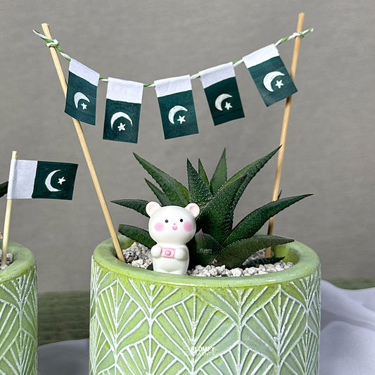 Haworthia Tessellata Hybrid- Azadi Exclusive Collection