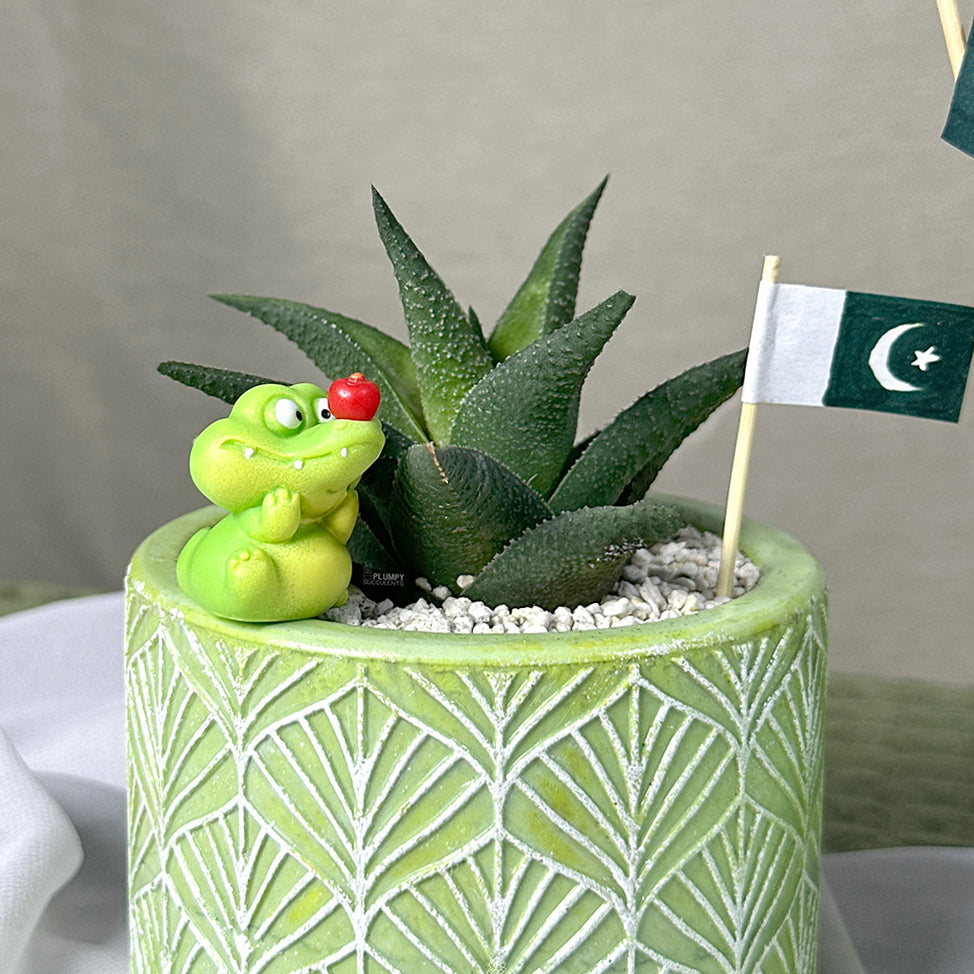 Haworthia Tessellata Hybrid- Azadi Exclusive Collection