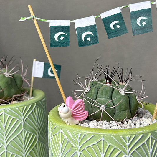 Gymnocalycium Pflanzii– Azadi Exclusive Collection