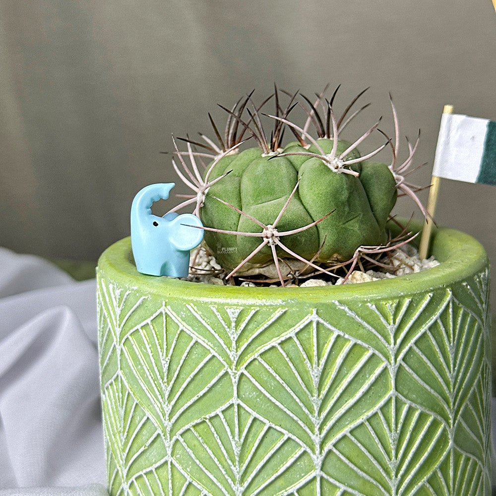 Gymnocalycium Pflanzii– Azadi Exclusive Collection
