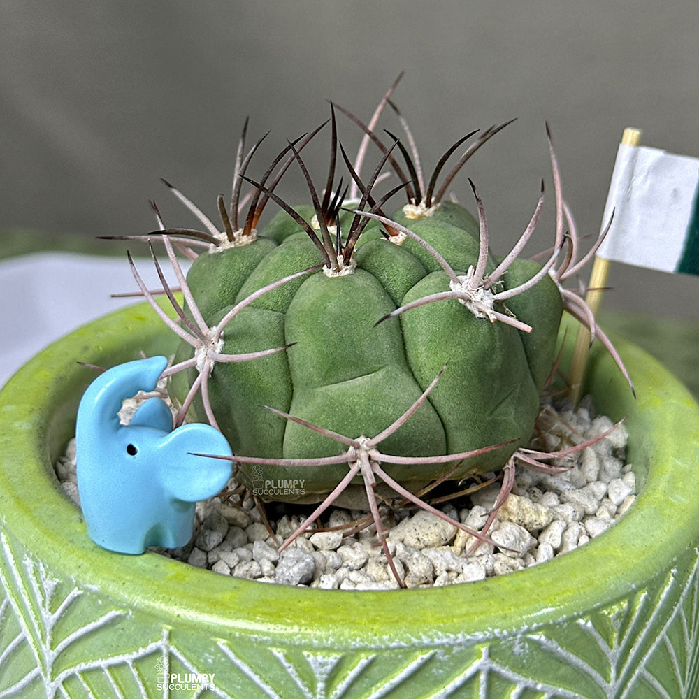 Gymnocalycium Pflanzii– Azadi Exclusive Collection