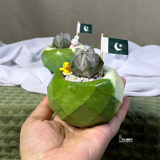 Astrophytum Myriostigma– Azadi Exclusive Collection