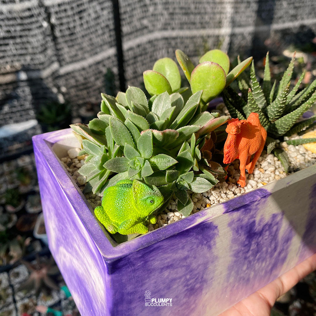 Desert Fairy Garden — Limited Edition
