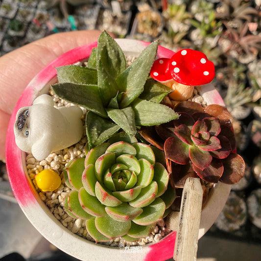 Trio Succulent Fairy Garden — Limited Edition