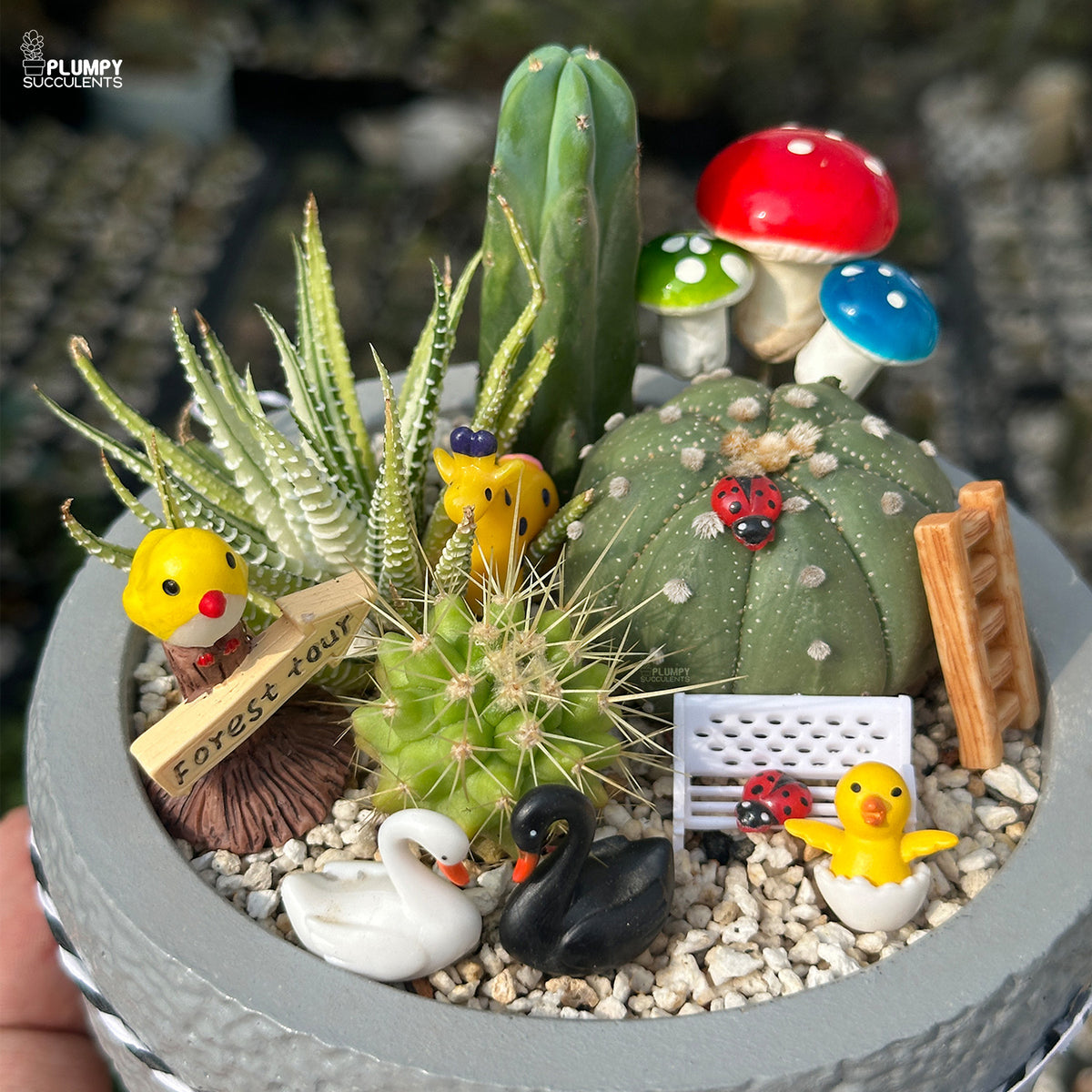 Woodland Wonders – Mini Cactus & Succulent Garden