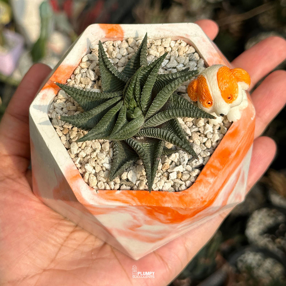 Haworthia Limifolia — Dog