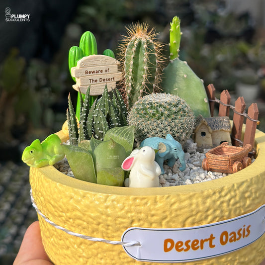 Desert Oasis – Mini Cactus & Succulent Garden