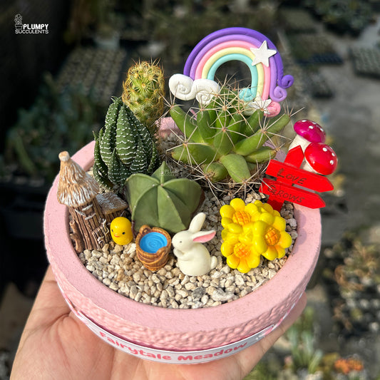 Fairytale Meadow – Mini Cactus & Succulent Garden