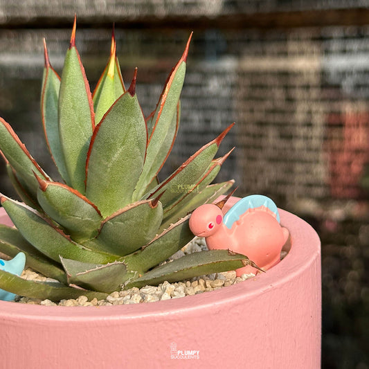 Agave Burnt Burgundy — Dino Duo