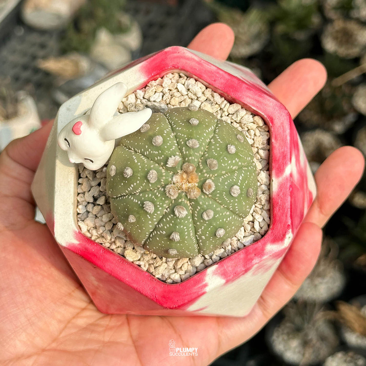 Astrophytum Asterias Super Kabuto — Rabbit