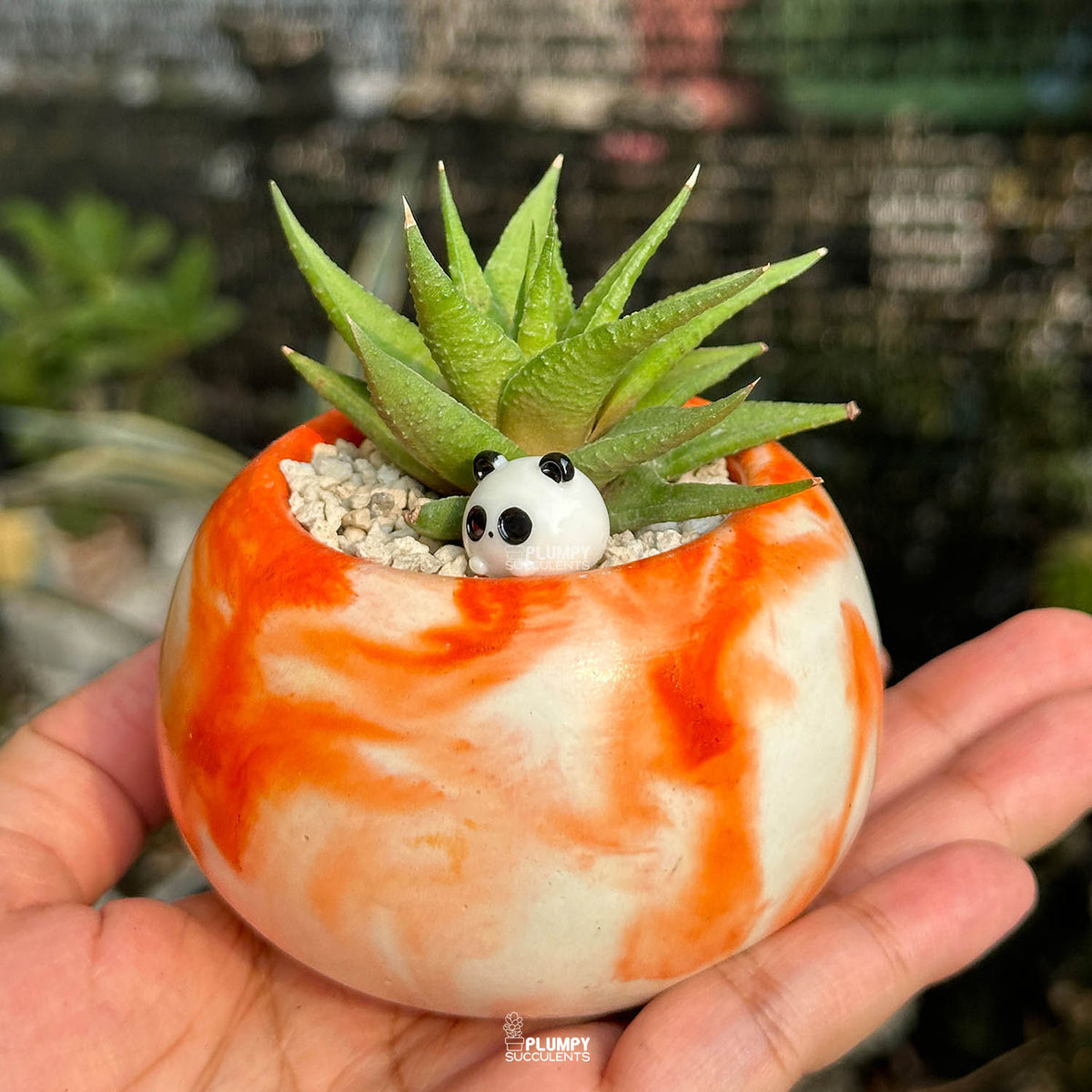 Haworthia Radula — Panda Bun