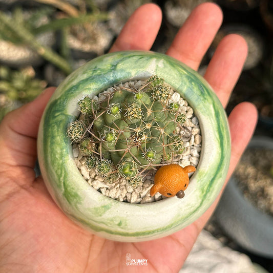 Coryphantha Cactus — Koala