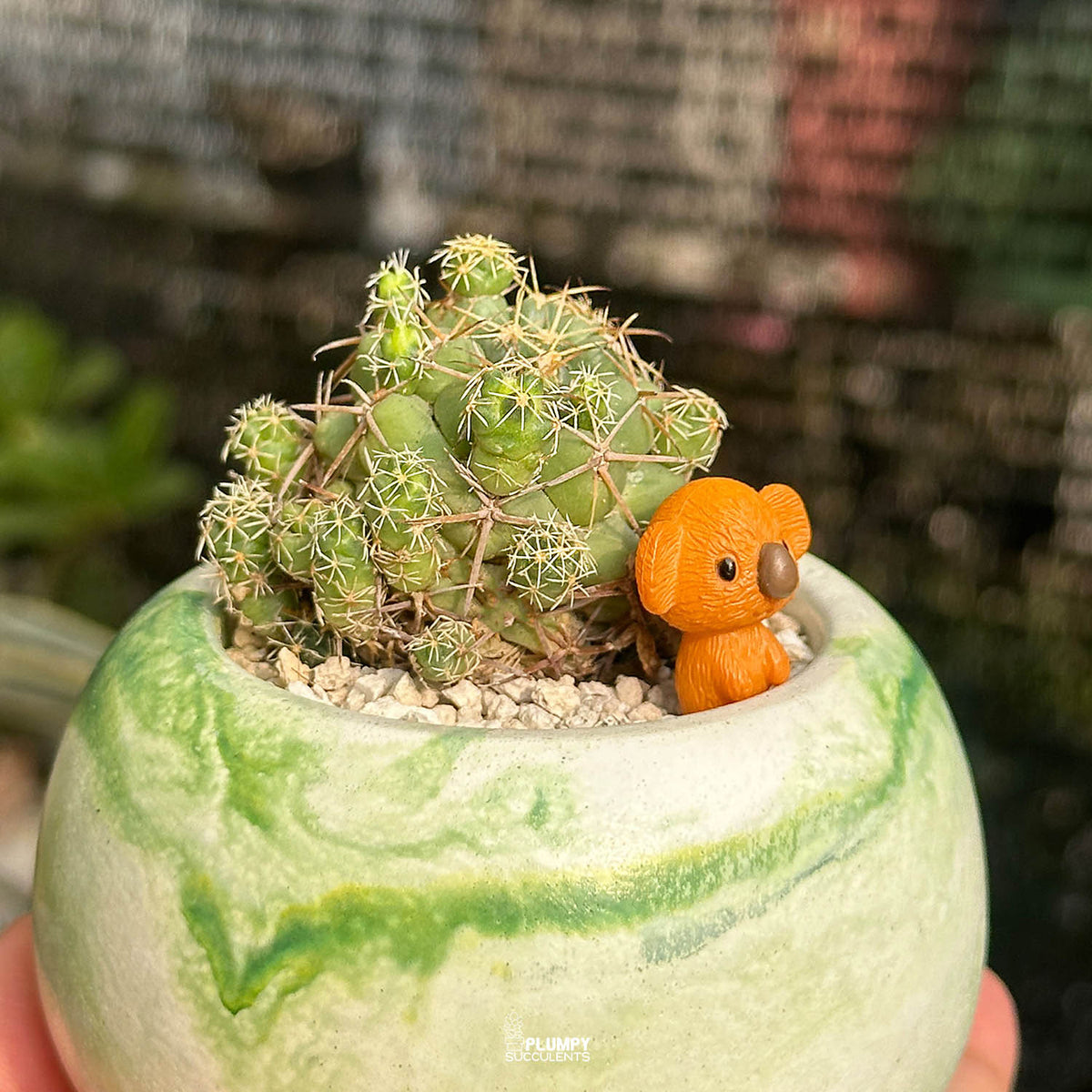 Coryphantha Cactus — Koala