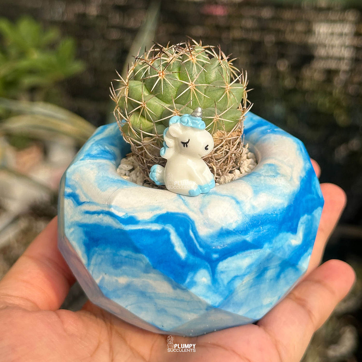 Coryphantha Cactus — Blue Unicorn
