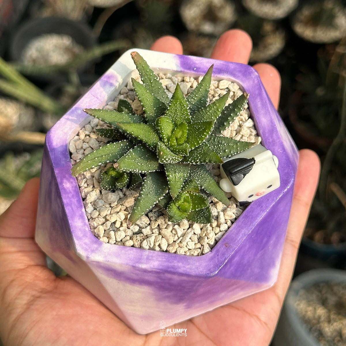 Haworthia Attenuata Tunba — Milk Carton Cow
