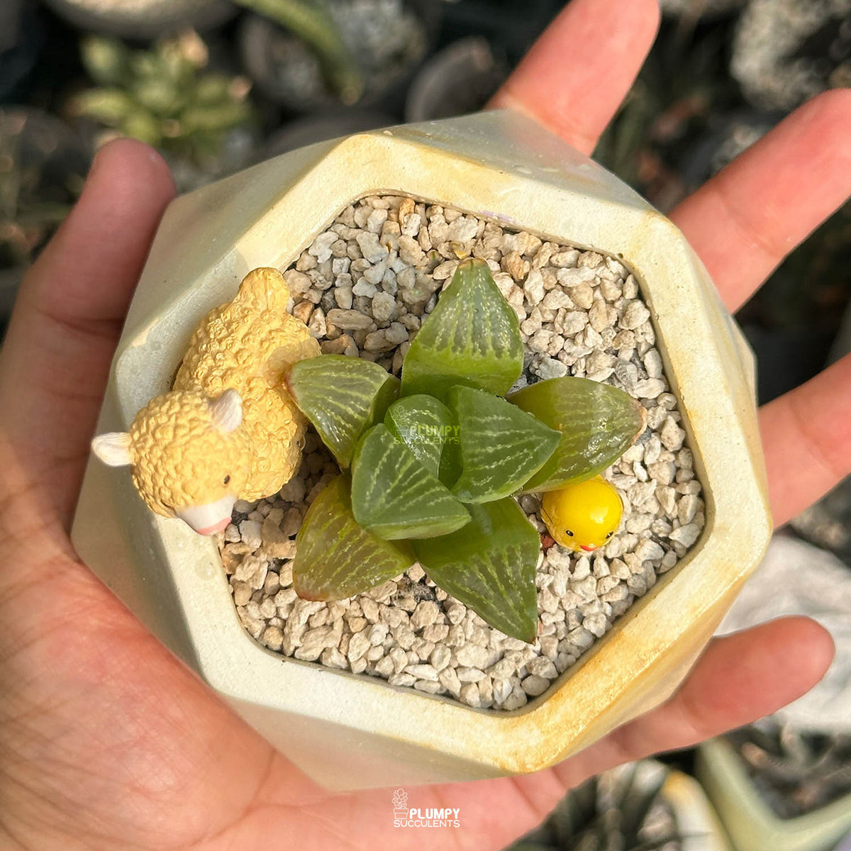 Haworthia Retusa — Lama & Chicken
