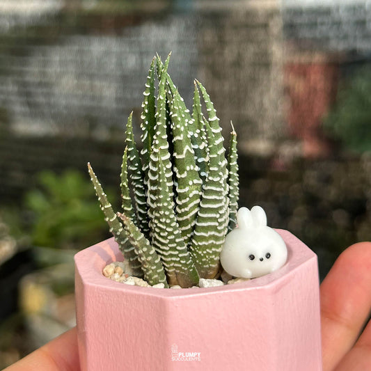 Haworthia Fasciata Zebra