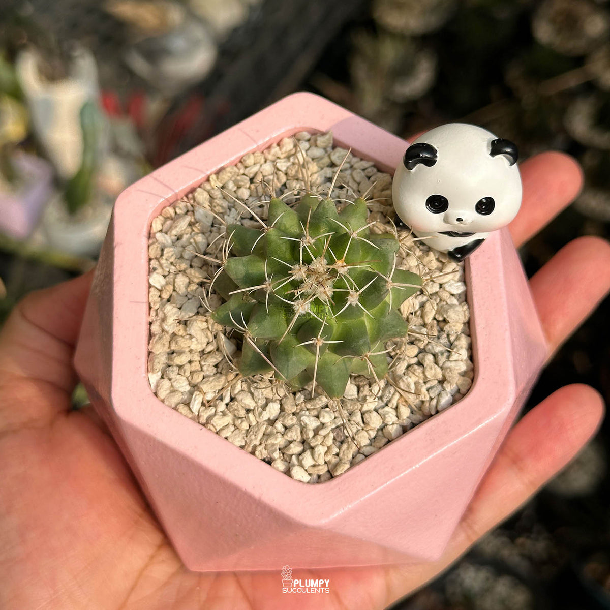 Mammillaria Compressa — Panda