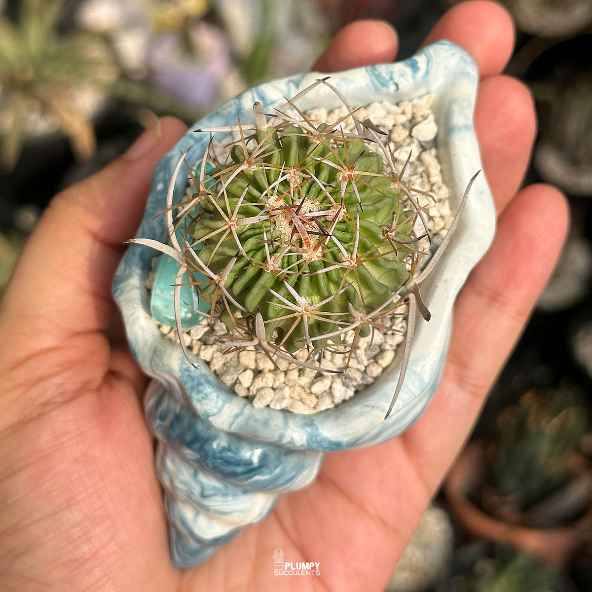 Stenocactus Multicostatus — Blue Whale