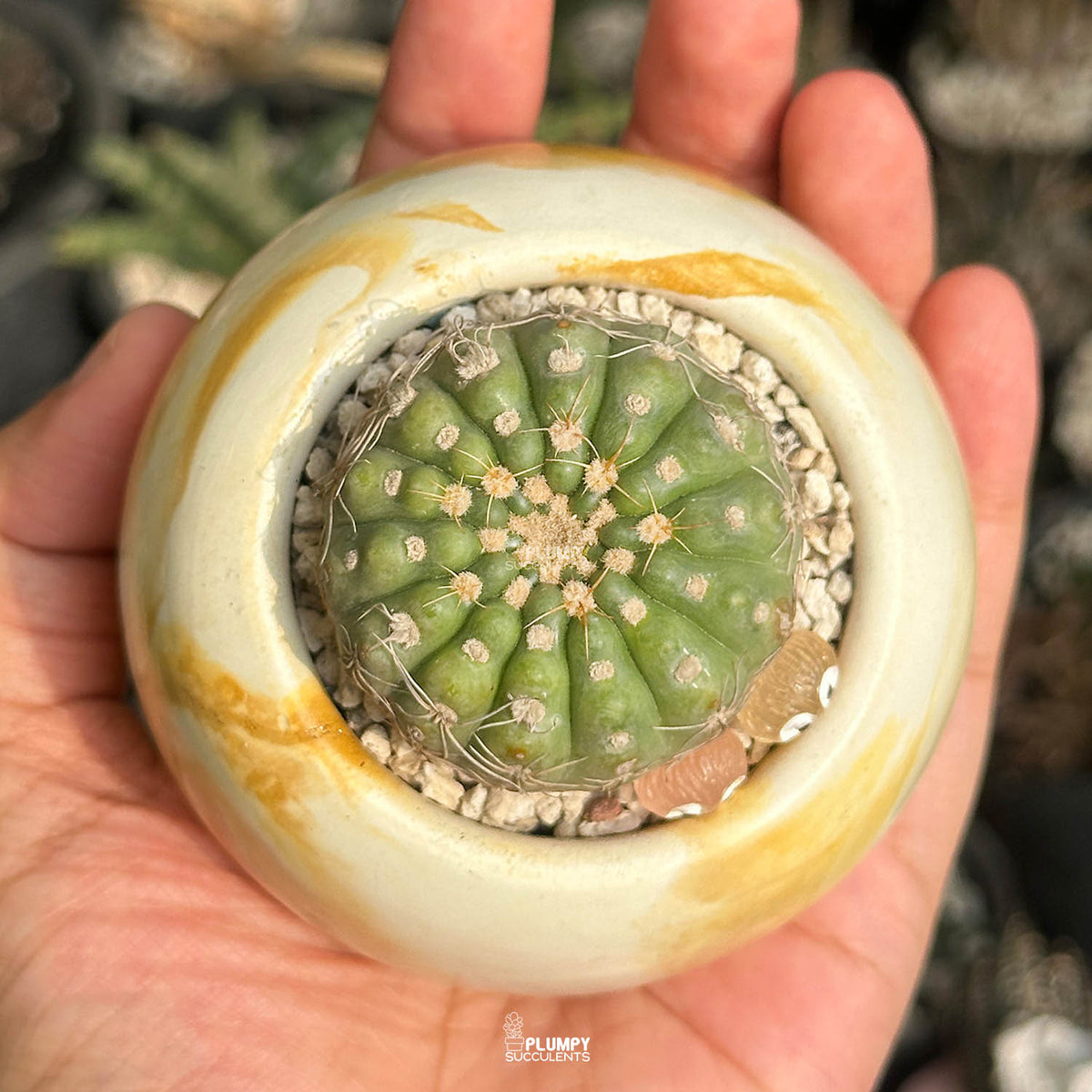Gymnocalycium Parvulum — Glow Elves