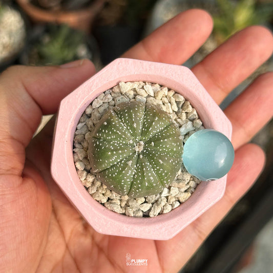 Astrophytum Asterias — Water Drop