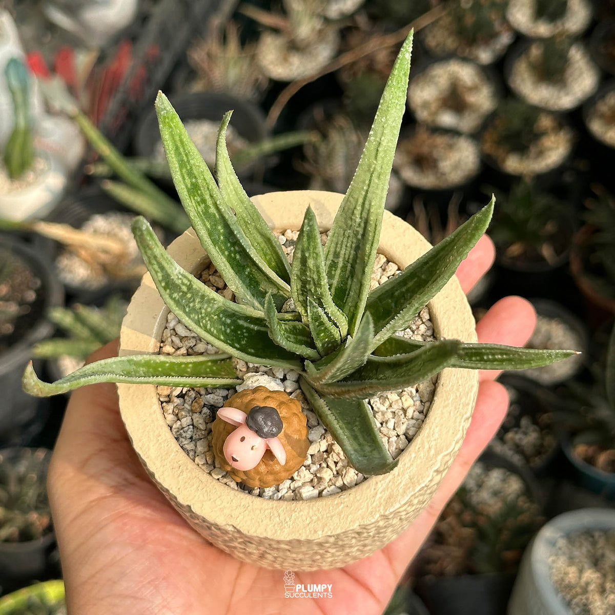 Gasteraloe — Brown Sheep