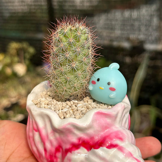 Mammillaria Elongata — Blue Bird