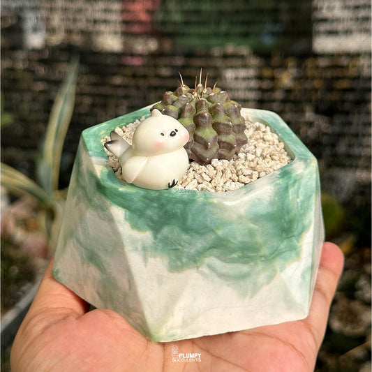 Gymno Cactus — Bird