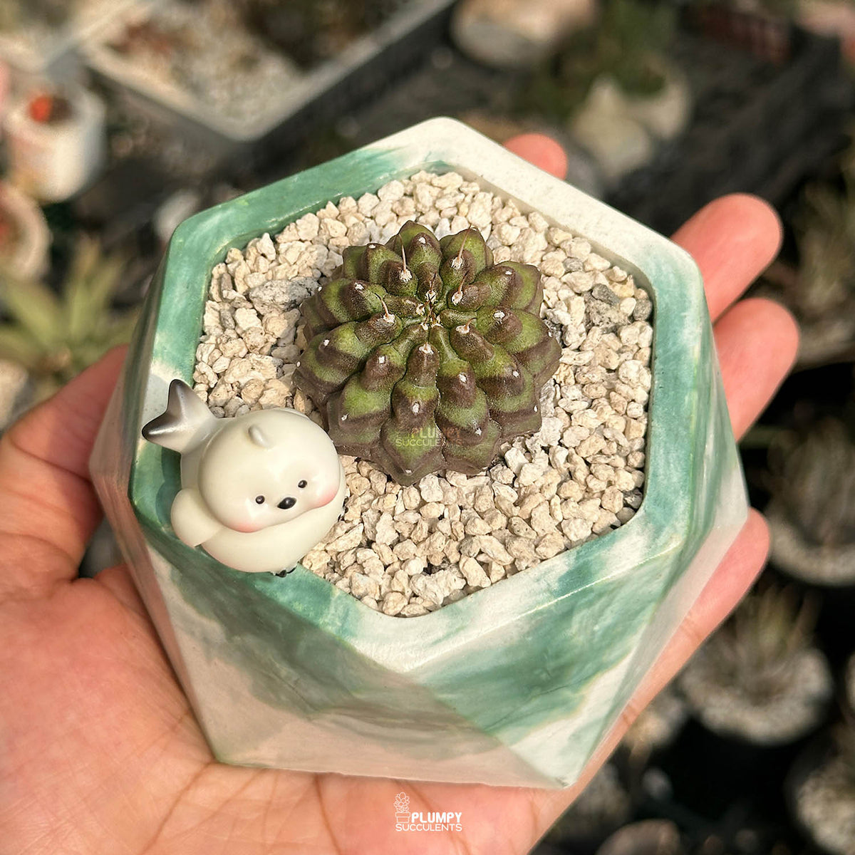 Gymno Cactus — Bird