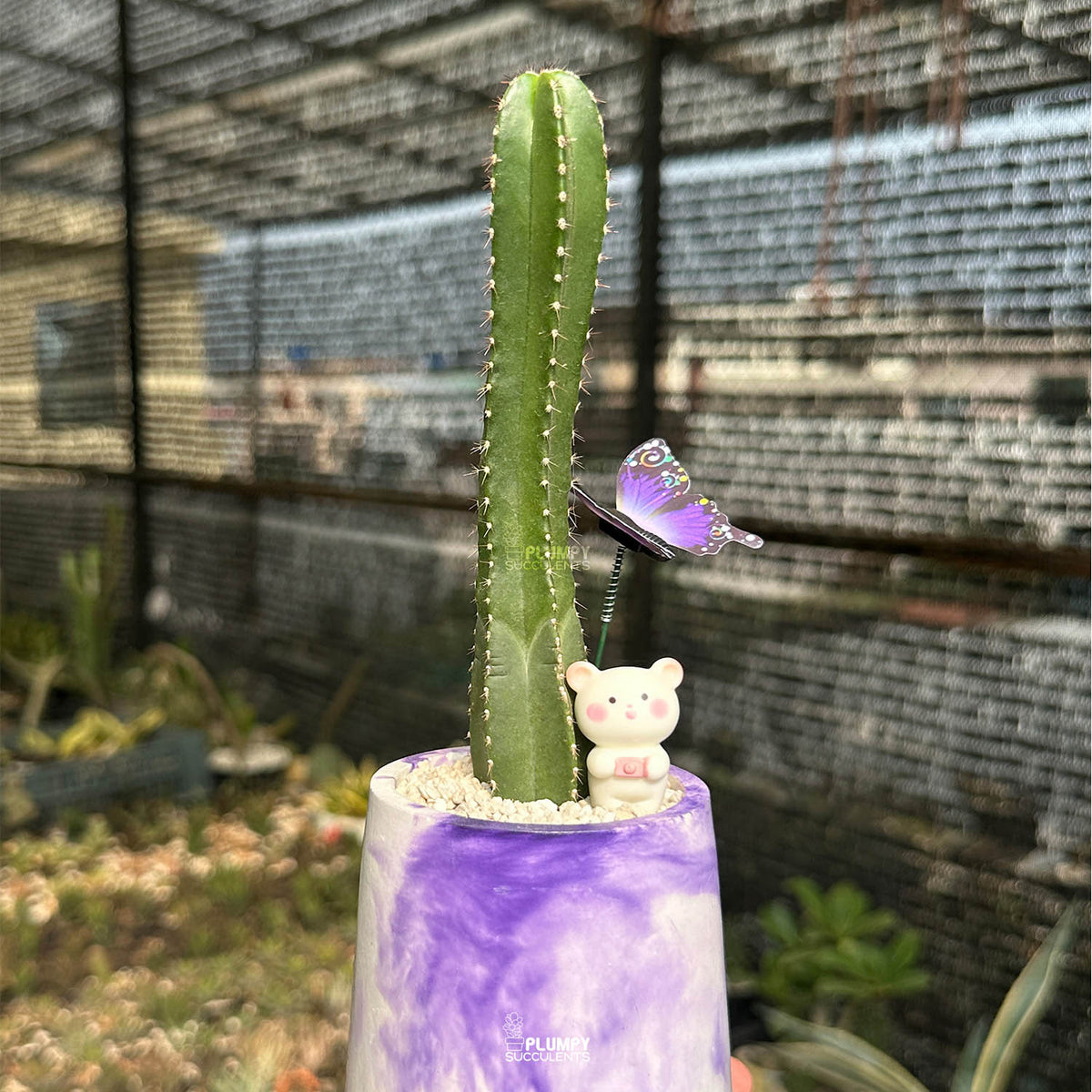 Mexican Fence Post Cactus — Butterfly