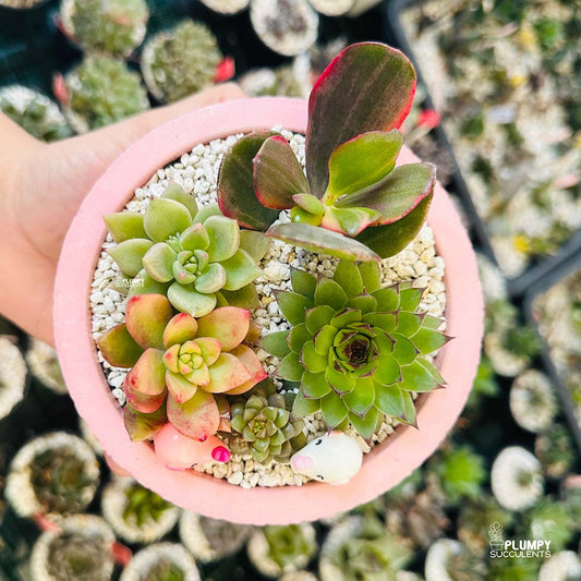 (Succulent Garden (Arrangement)