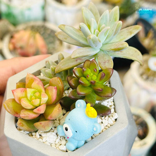 (Succulent Garden (Arrangement)