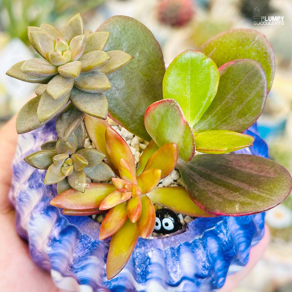 Succulent Garden (Arrangement)